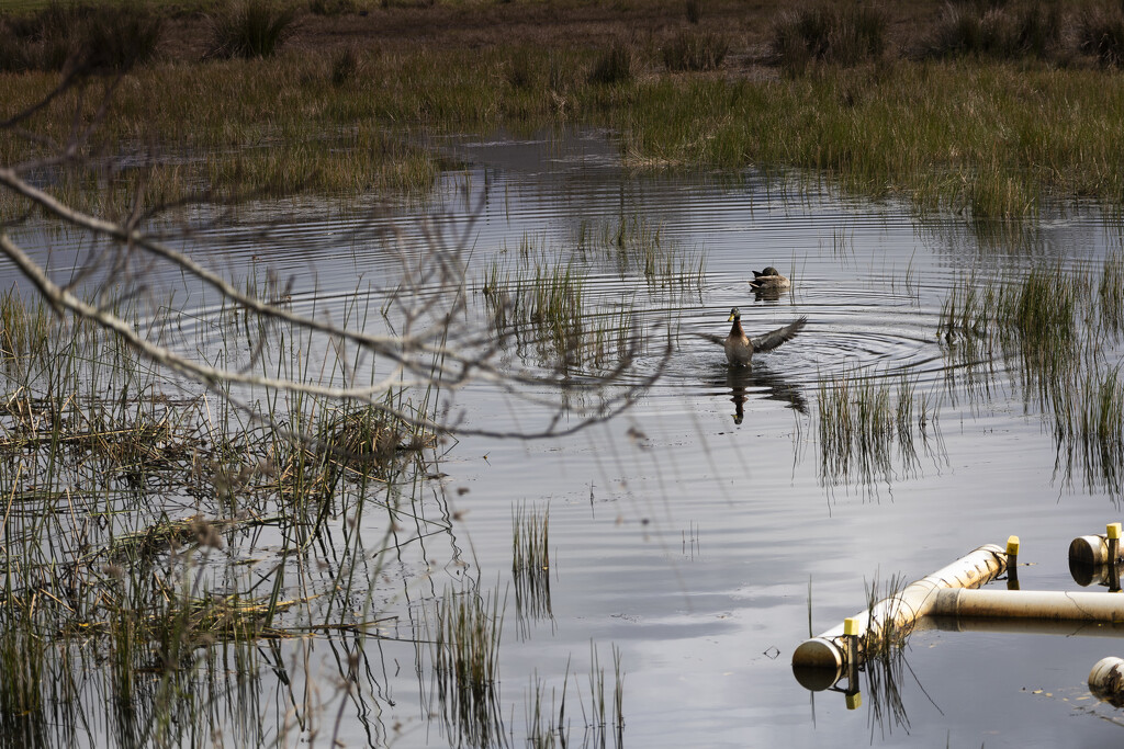 Katikati Duck by sandradavies