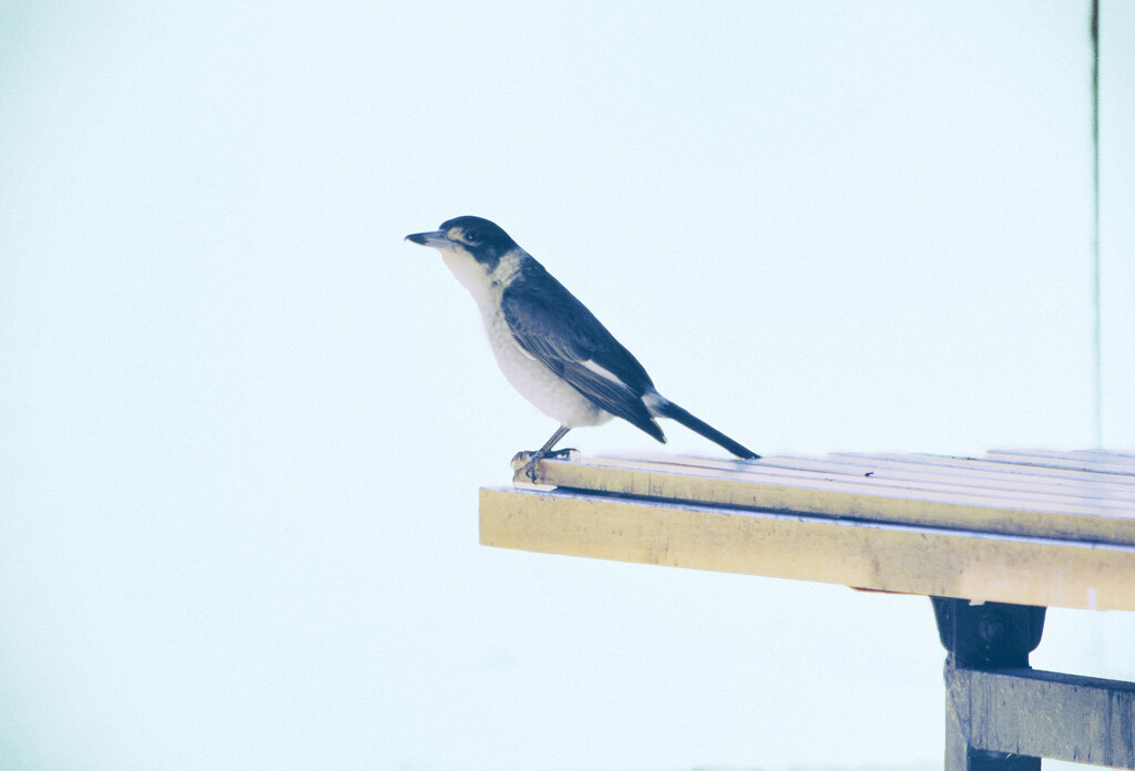 Bird 15 - Grey Butcherbird by annied