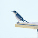 Bird 15 - Grey Butcherbird by annied