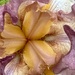 Bearded Iris by nicolecampbell