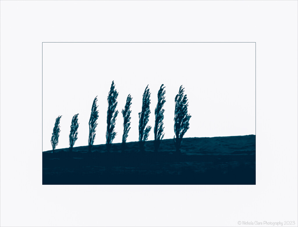 Trees on the Horizon by nickspicsnz