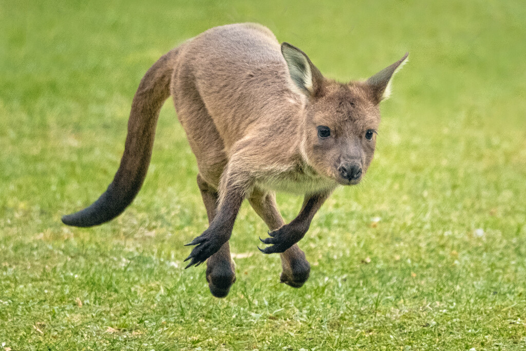 Jumping Joey by helenw2