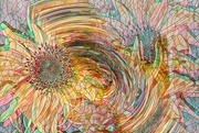 26th Oct 2023 - Harlequin Sunflowers...........