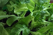 24th Oct 2023 - Home grown organic lettuce leaves.