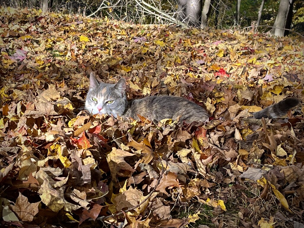 Fun in the Leaves by pej76