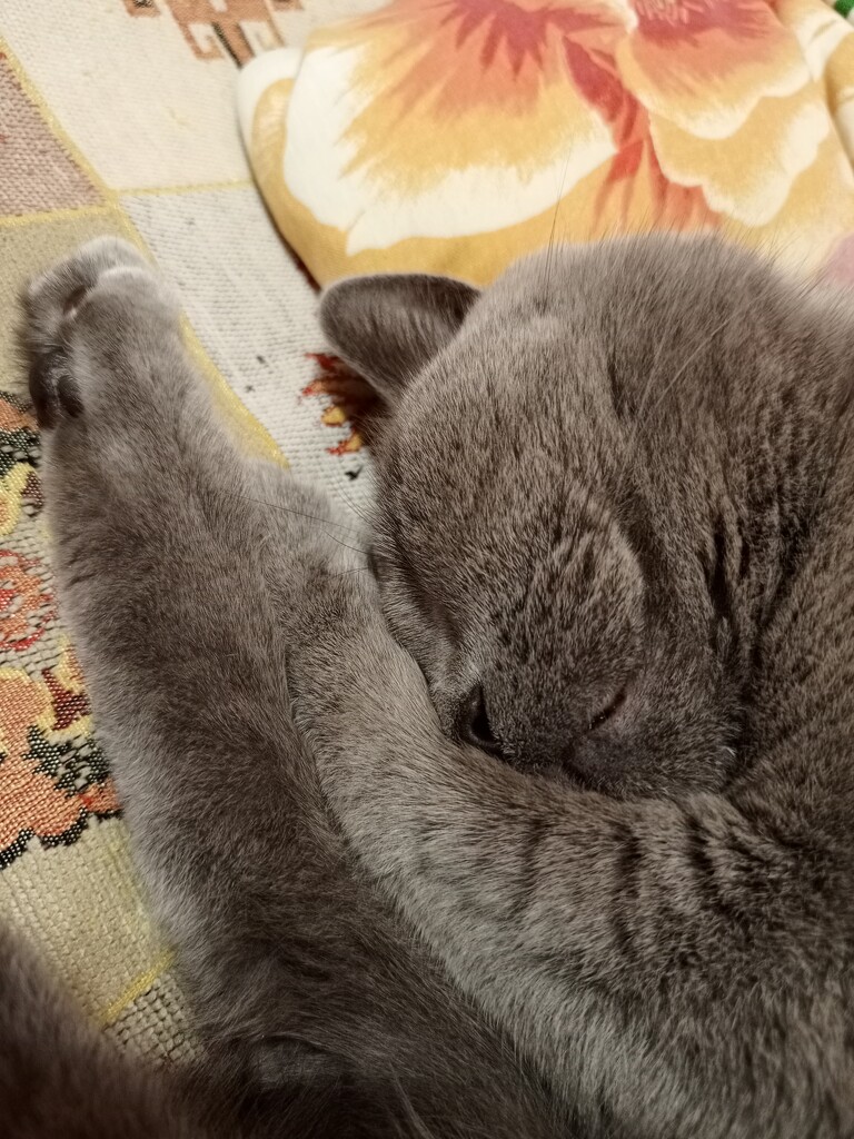 Cozy sleeping cat by nyngamynga
