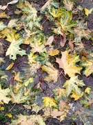 20th Oct 2023 - Maple leaves