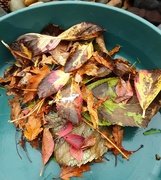 25th Oct 2023 - Autumnal leaves from our new garden.