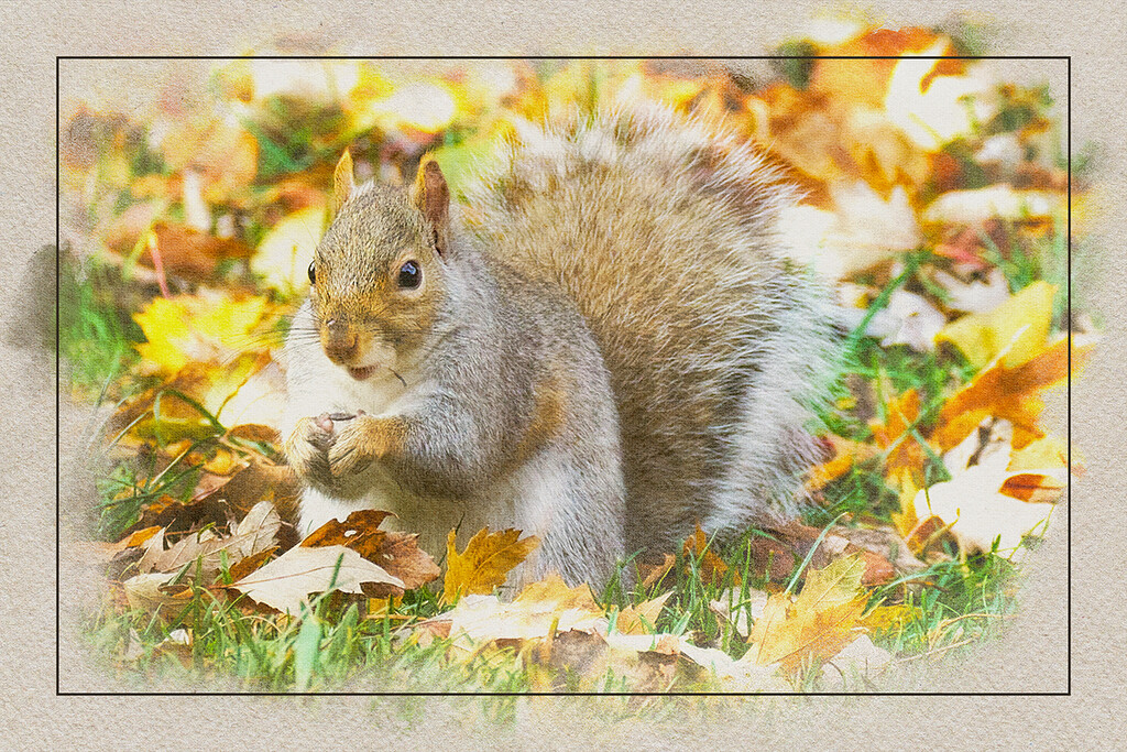 Squirrel in Autumn Leaves by gardencat