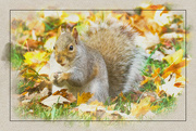 26th Oct 2023 - Squirrel in Autumn Leaves
