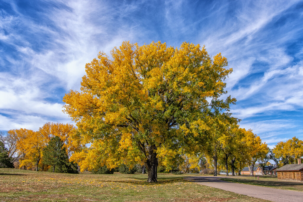 Fort cottonwoods by aecasey