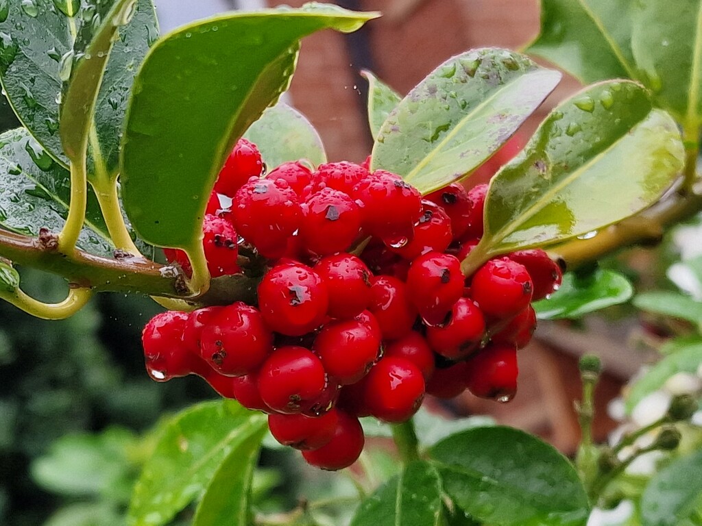 Holly Berries by ginamees