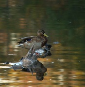 26th Oct 2023 - Duck on a Log