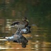 Duck on a Log by radiogirl