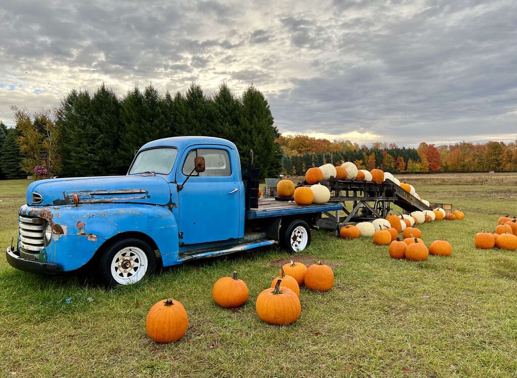 pumpkin display by amyk