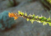 25th Oct 2023 - 10 25 Ocotillo late afternoon light