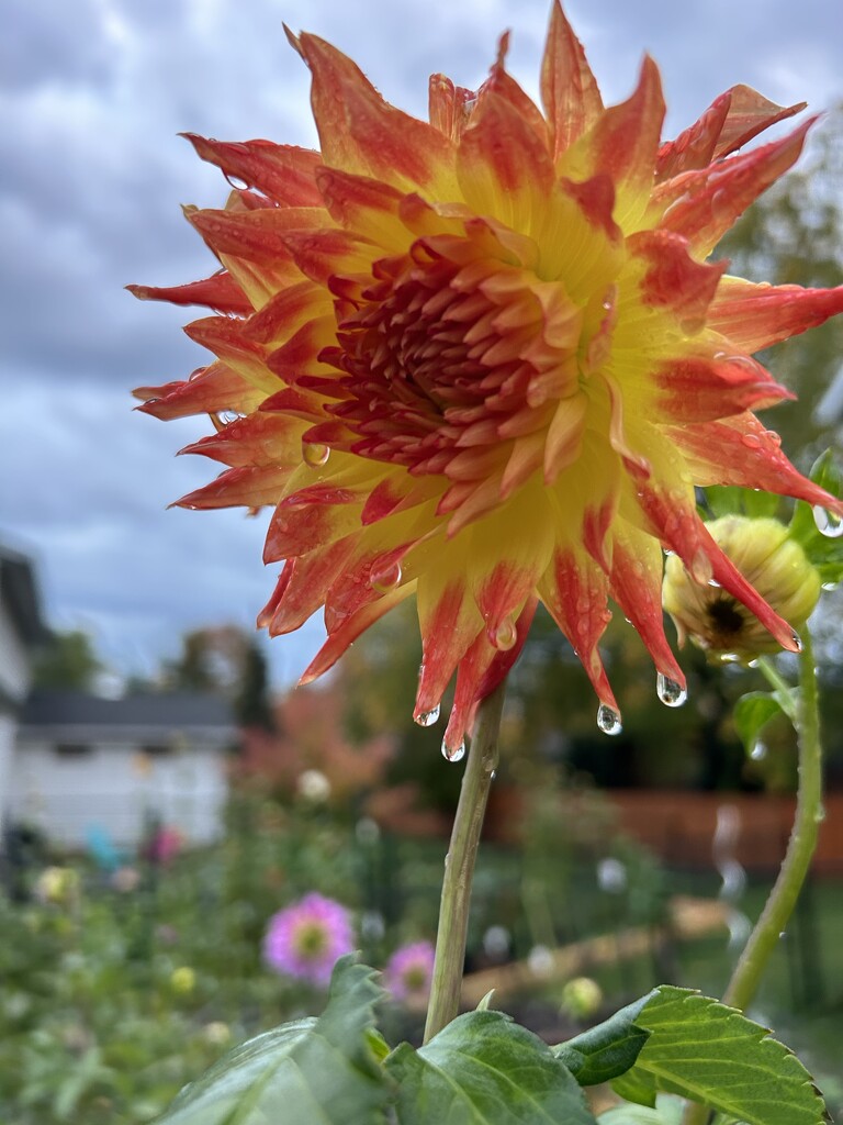 Dahlia after a rain by mltrotter
