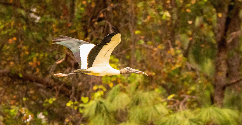Woodstork Fly By! by rickster549