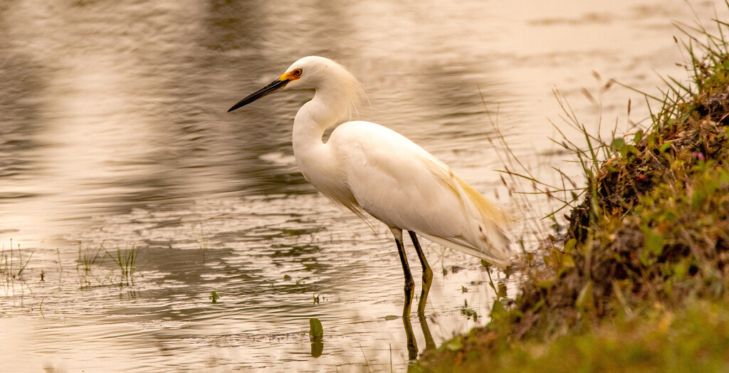 Snowy Egret Looking for A Snack! by rickster549