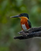 26th Oct 2023 - American Pygmy Kingfisher