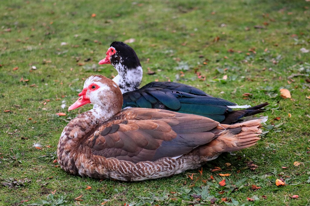 Muscovy Pair by princessicajessica
