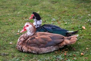 26th Oct 2023 - Muscovy Pair