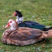 Muscovy Pair by princessicajessica