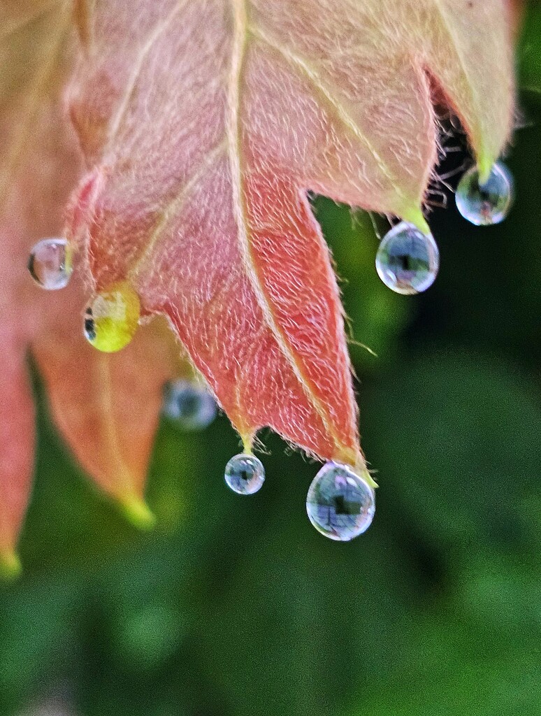 Droplets by edorreandresen