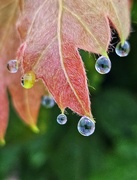26th Oct 2023 - Droplets