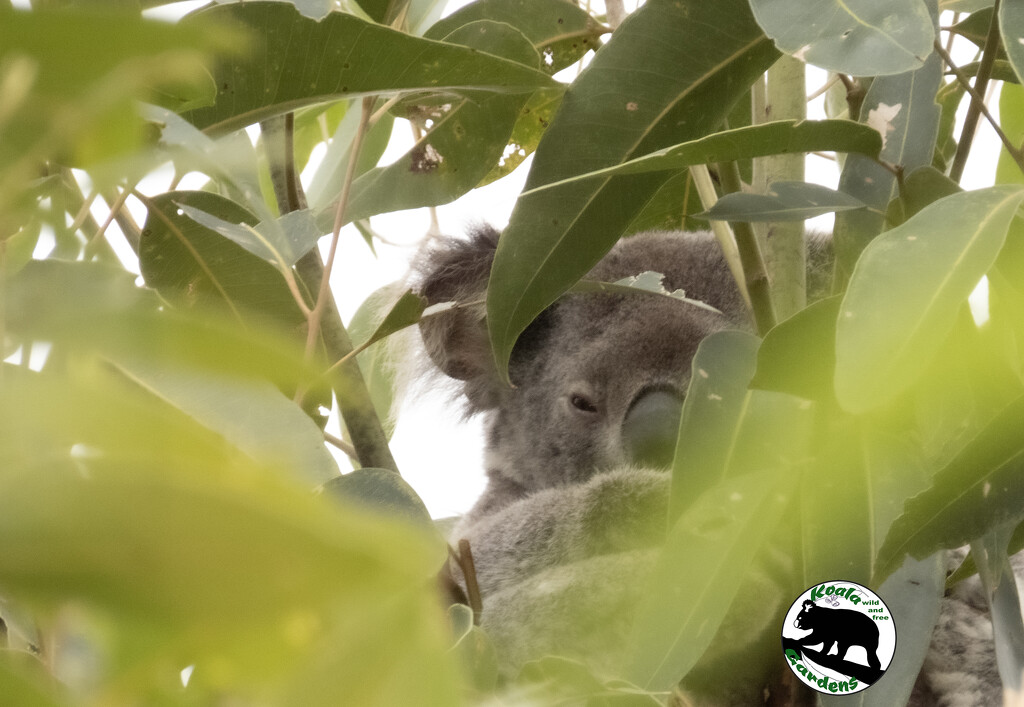 hiding out by koalagardens