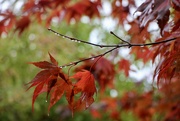 27th Oct 2023 - Autumnal Acers