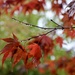 Autumnal Acers by jamibann