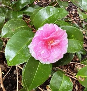 27th Oct 2023 - Sasanqua camellia an raindrops