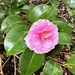 Sasanqua camellia an raindrops by congaree