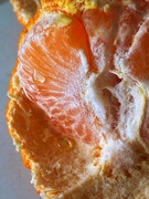27th Oct 2023 - All tangerines are mandarins but not all mandarins are tangerines. 