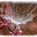 Wonder Web by carolmw