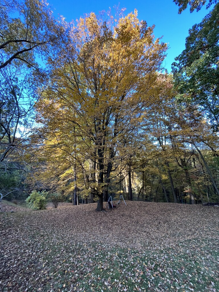 Sugar Maple by pej76