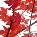 Autumn leaves by thedarkroom
