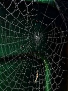 27th Oct 2023 - Jeweled Web