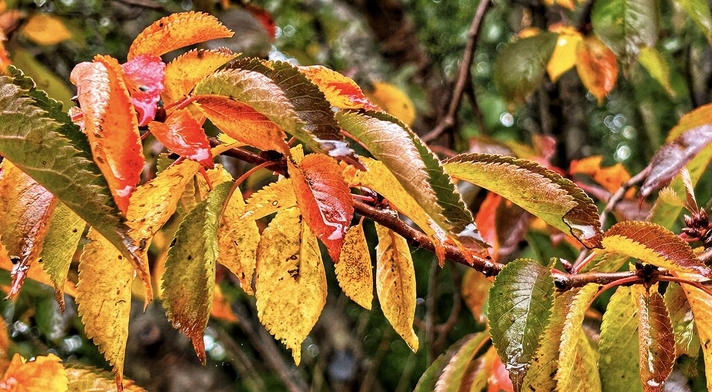 Wet Leaves by carole_sandford