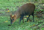 27th Oct 2023 - Reeves Muntjac