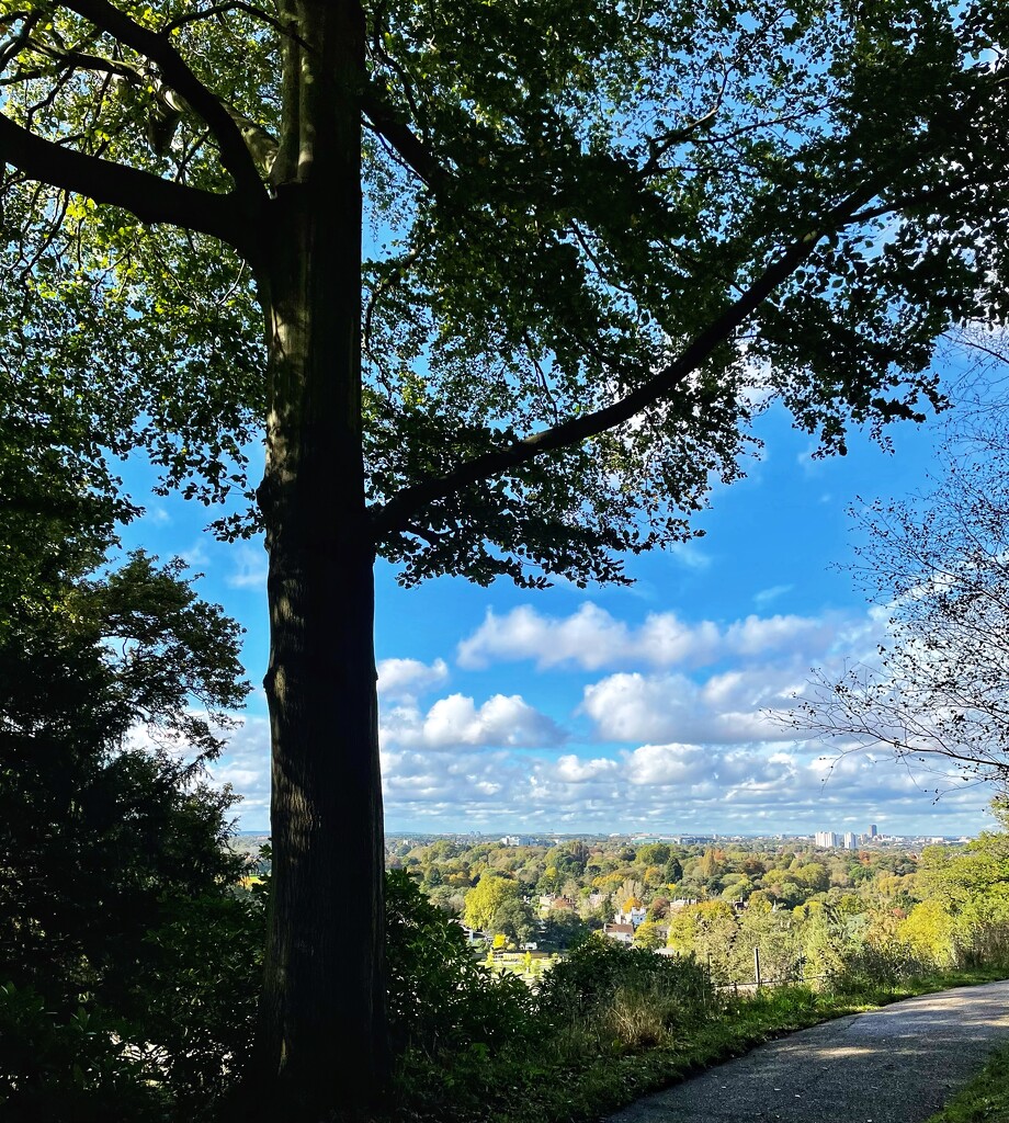 Richmond park by irenasevsek