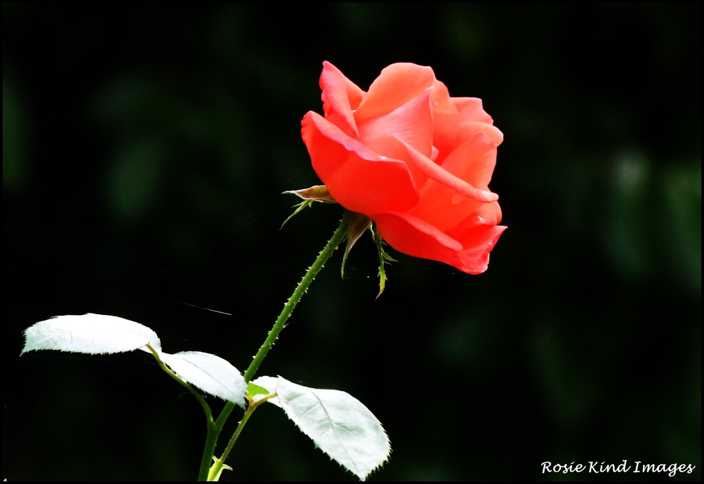 A lovely flowering rose by rosiekind