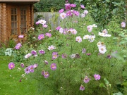 27th Oct 2023 - A Late Display of Cosmos