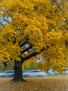 27th Oct 2023 - A golden tree
