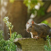 Squirrel on a Fall Friday by gardencat