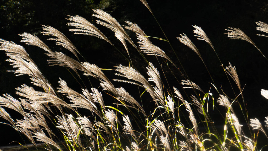 Grasses in the sun by randystreat