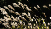 27th Oct 2023 - Grasses in the sun