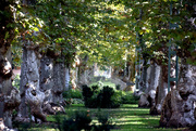 18th Oct 2023 - Row of sycamore trees........