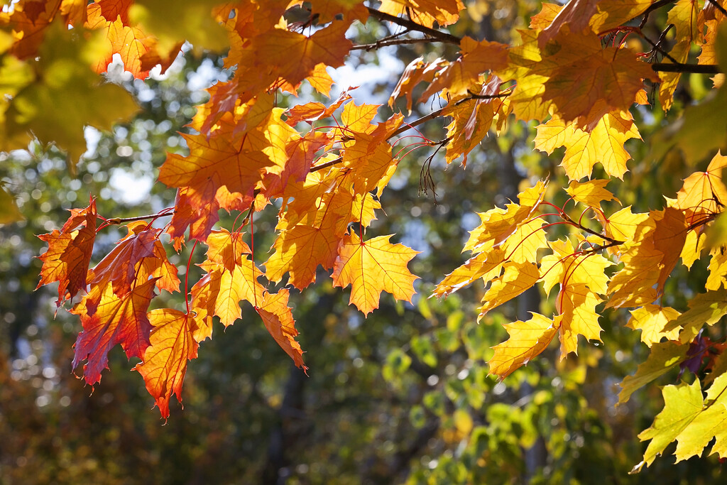 Autumn Leaves by kiwichick